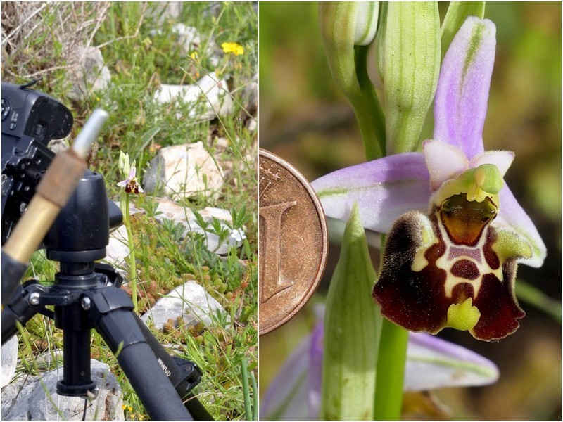 Ophrys crabronifera & Ophrys holosericea sp. � Monti Lucretili  (Roma).